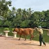Full Day Duong Lam Ancient Village