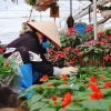 Hanoi Old Quarter - Bat Trang Pottery Village - Traditional Craft Road - Xuan Quan Flower Village - Hanoi Old Quarter