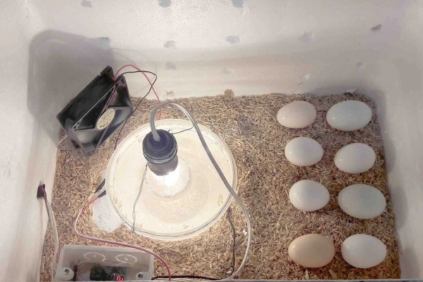 balut